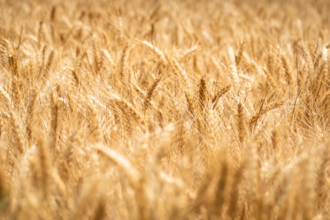 assurez l'avenir de votre exploitation agricole avec une assurance adaptée. protégez-vous contre les aléas climatiques, les maladies des cultures et les imprévus. découvrez nos solutions personnalisées pour une tranquillité d'esprit au quotidien.