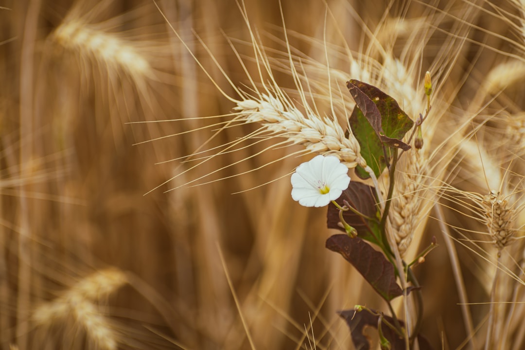 découvrez nos solutions d'assurance agricole adaptées pour protéger vos cultures et vos récoltes. garantissez votre sérénité face aux aléas climatiques et aux imprévus du secteur agricole.