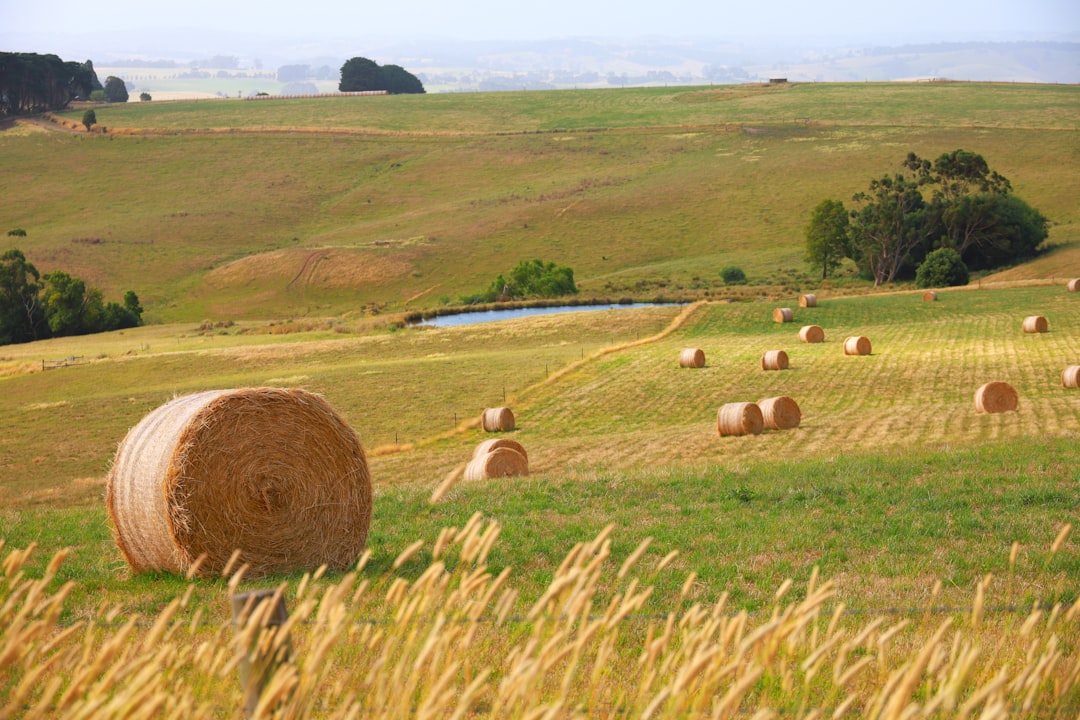 découvrez l'importance de l'assurance agricole pour protéger vos cultures et vos revenus. protégez votre exploitation contre les aléas climatiques et les risques économiques grâce à des solutions d'assurance adaptées aux besoins des agriculteurs.